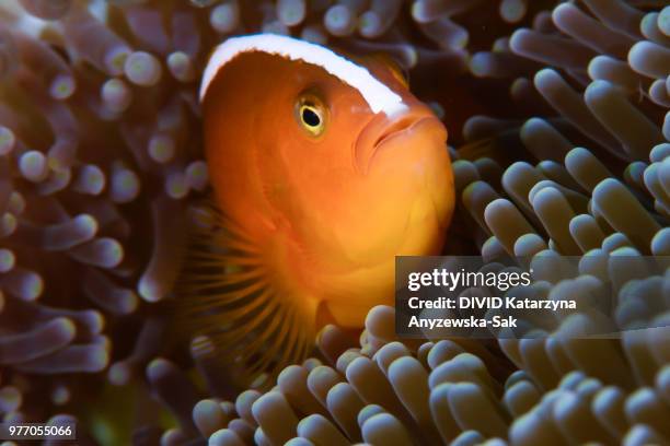portrait of clownfish, komodo national park, indonesia - nusa tengara oriental imagens e fotografias de stock