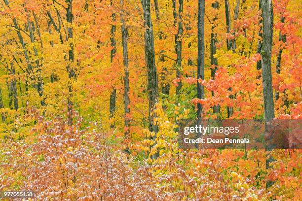autumn hiawatha national forest - hiawatha national forest stock-fotos und bilder
