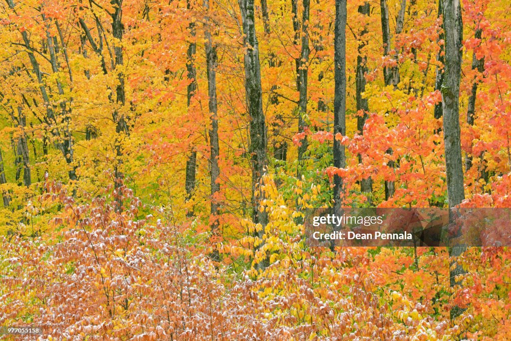 Autumn Hiawatha National Forest