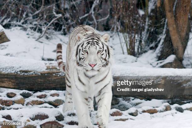 white tiger among snowflakes - white tiger stock pictures, royalty-free photos & images