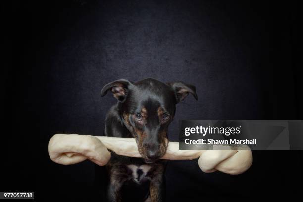 portrait of puppy with oversized bone - carrying in mouth ストックフォトと画像