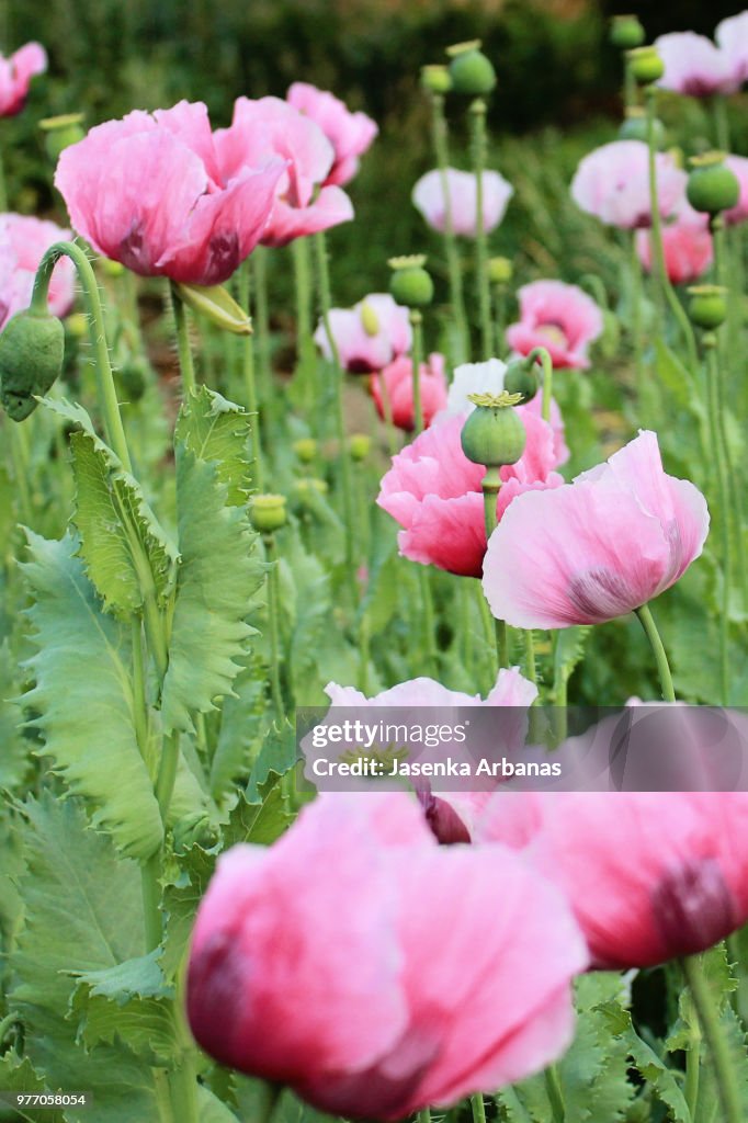 Oriental  poppies in my garden.