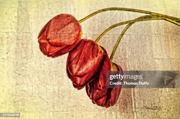 three red tulips - wilted stock pictures, royalty-free photos & images