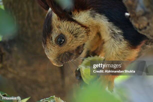 indian giant squirrel - abhinandan 個照片及圖片檔