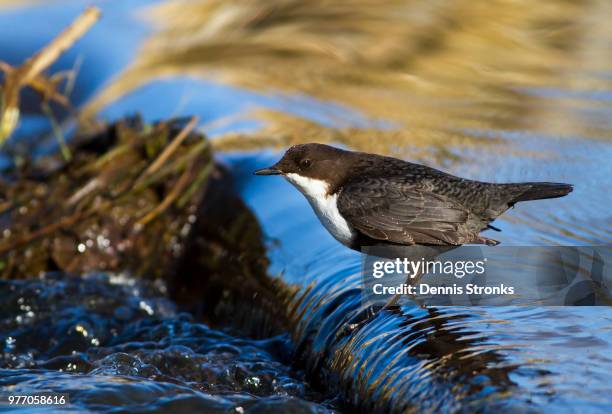 white-throated dipper - cinclus cinclus stock pictures, royalty-free photos & images