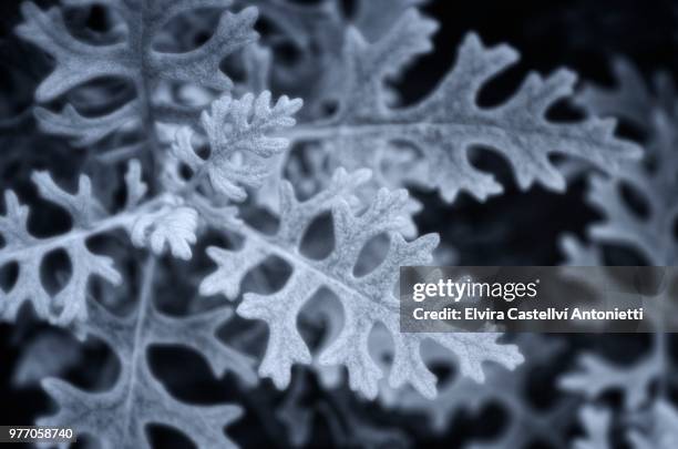 bon nadal, felices fiestas! - festas stock pictures, royalty-free photos & images