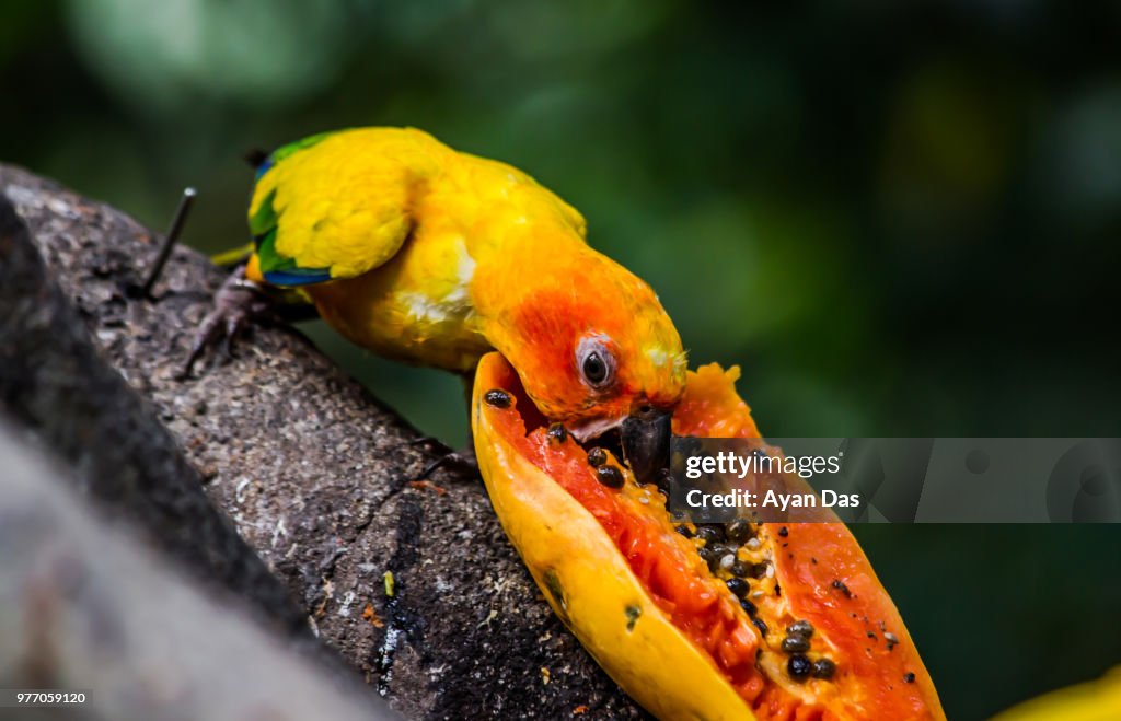 Sun Parakeet