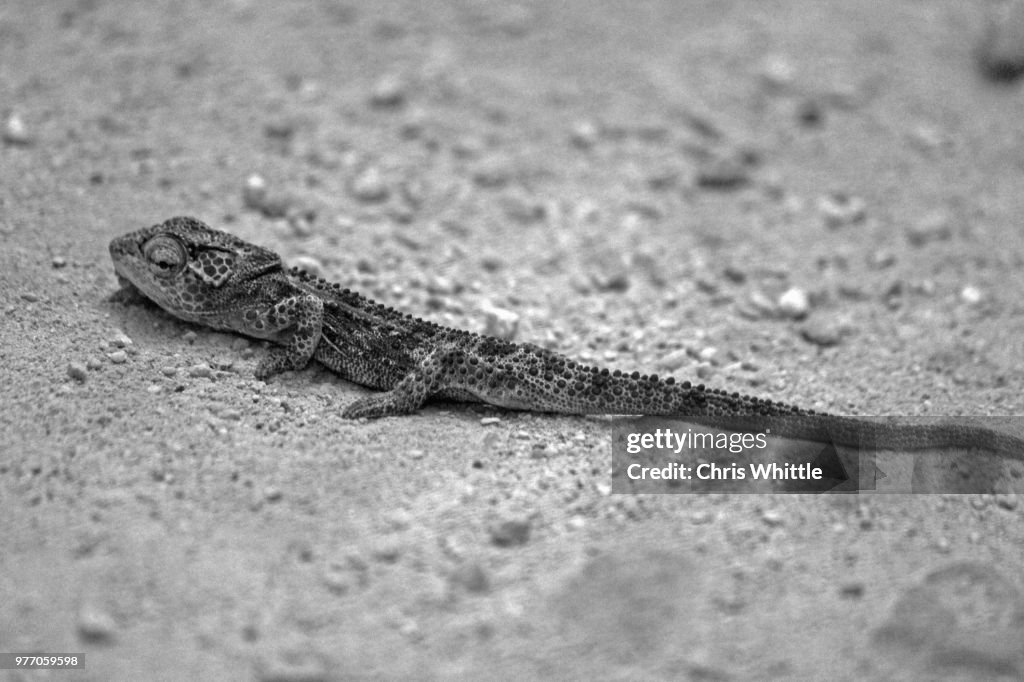 Pygmy Chameleon