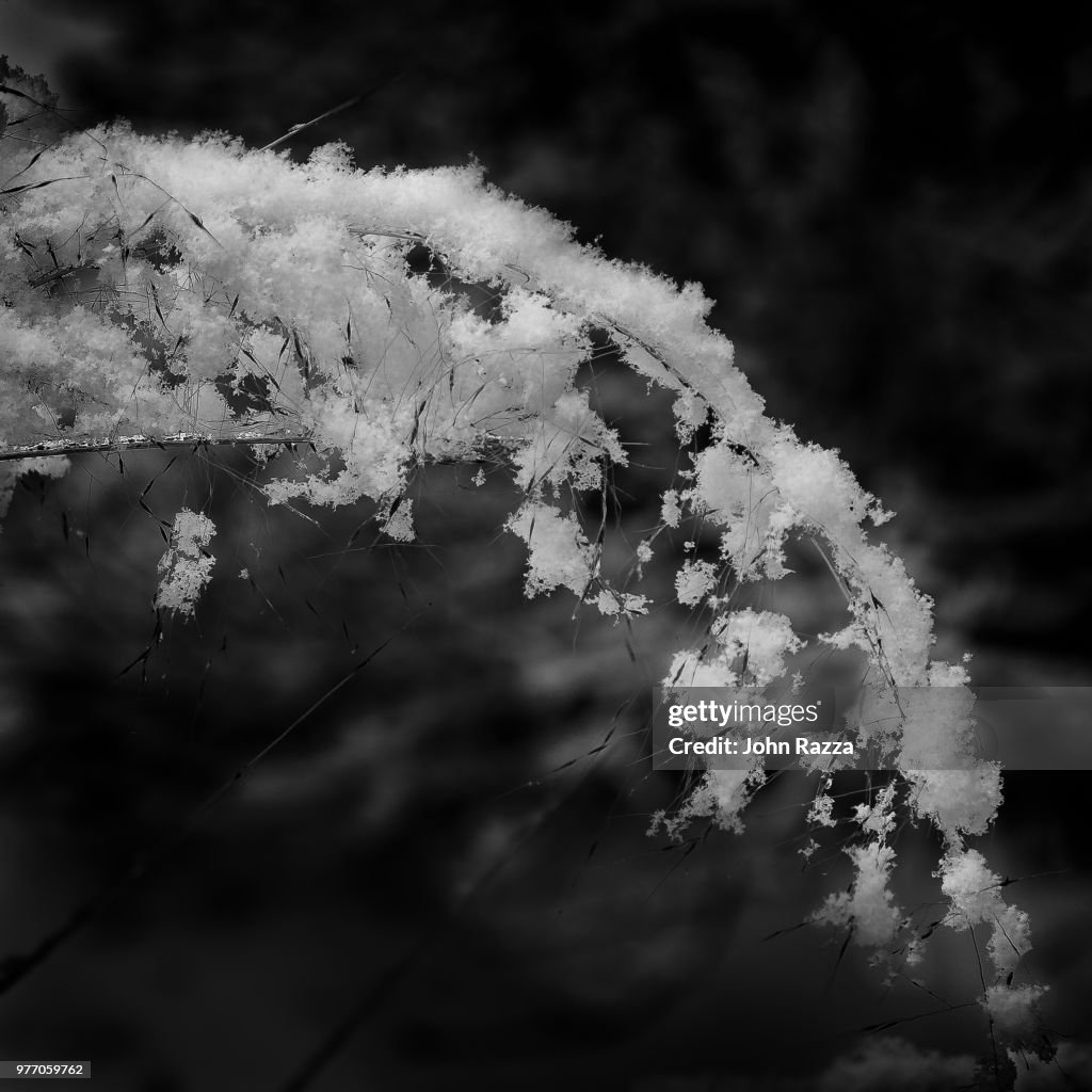 Winter's Kiss