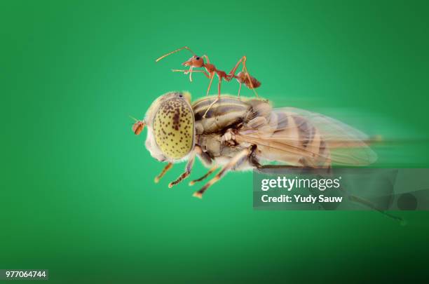 hurry up - plasmodium stock pictures, royalty-free photos & images