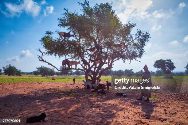 chèvres sur arbre manger argan (hdri) - arganier photos et images de collection