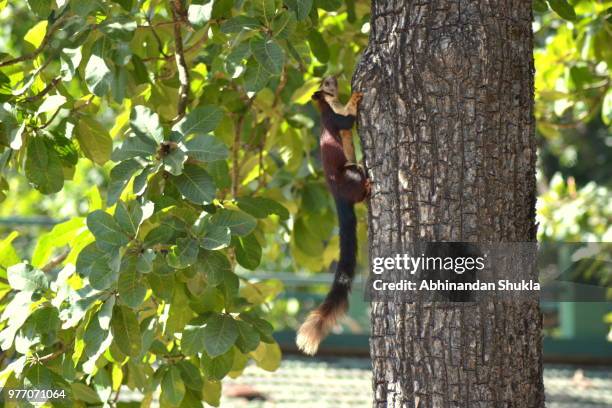 indian giant squirrel - abhinandan 個照片及圖片檔