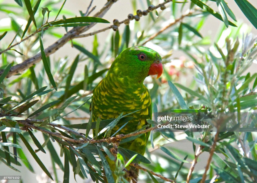 Scaly-breasted lorikeet