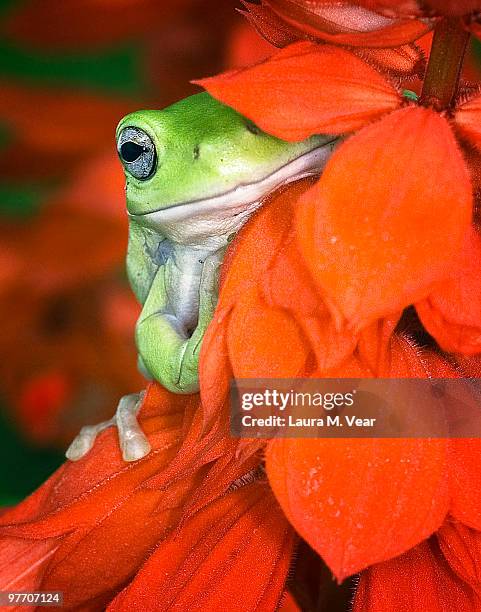 tree frog in red flowers - red salvia stock pictures, royalty-free photos & images