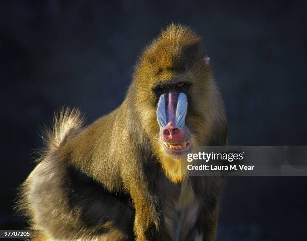 male mandrill baboon - mandrillo foto e immagini stock