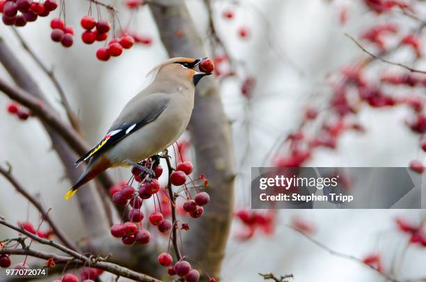 waxwing - arrowwood 個照片及圖片檔