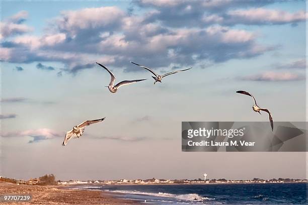 gulls over moonstone beach - south kingstown rhode island stock pictures, royalty-free photos & images