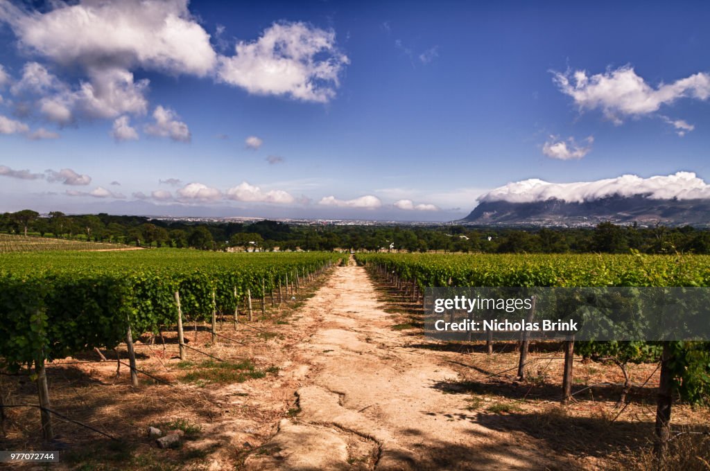 Path through vineyard on sunny day, Groot Constantia, Cape Town, South Africa