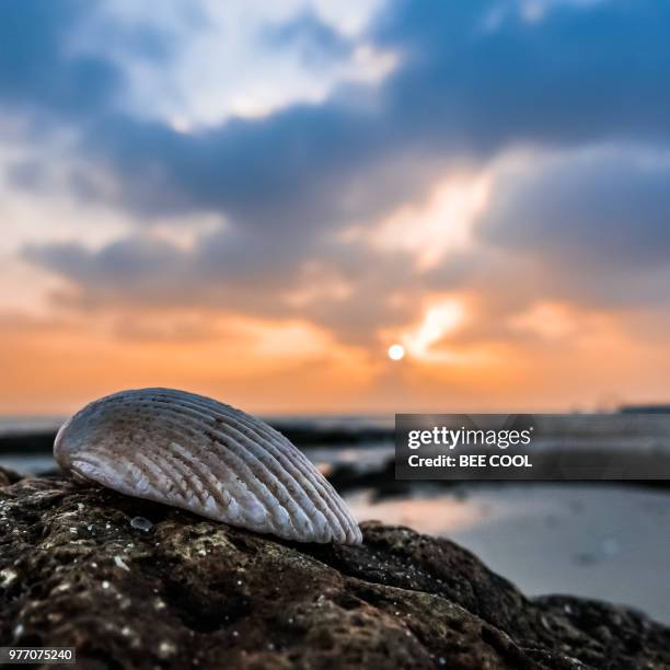 al finţās, kuwait - kuwait landscape stock pictures, royalty-free photos & images