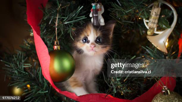 christmas - christmas kittens 個照片及圖片檔