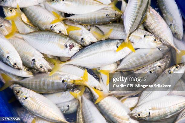 fresh fish in the market - sogliola foto e immagini stock