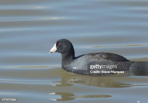 american coot (fulica americana) swimming in water - american coot stock pictures, royalty-free photos & images
