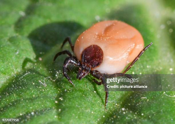 April 2018, Germany, Sieversdorf: A saturated tick crawls up a leaf. Ticks, which normally lurk in the meadows, love temperatures above 7°C and more...