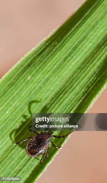 April 2018, Germany, Sieversdorf: A tick crawls up a leaf. Ticks, which normally lurk in the meadows, love temperatures above 7°C and more than 80%...