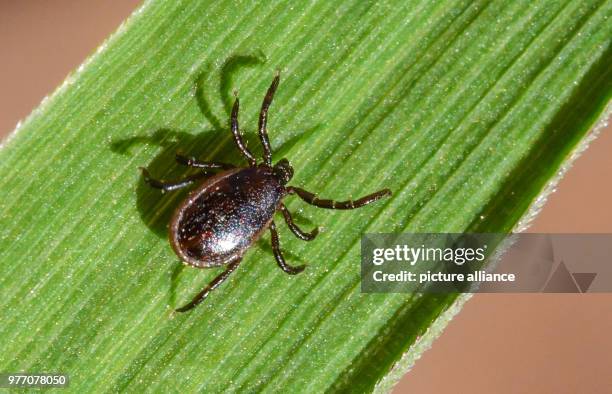 April 2018, Germany, Sieversdorf: A tick crawls up a leaf. Ticks, which normally lurk in the meadows, love temperatures above 7°C and more than 80%...