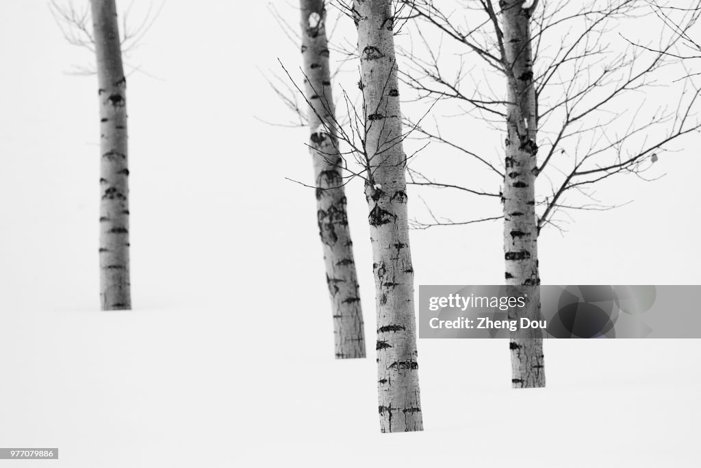 Birch tree growing in snow, Aspen, Colorado, USA