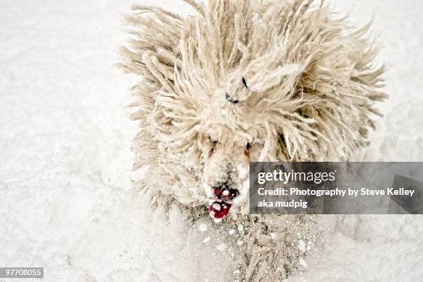 a dog in snow - komondor stock pictures, royalty-free photos & images