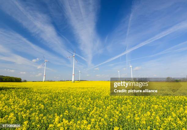 April 2018, Germany, Alt Mahlisch: A yellow flowering rape field and wind turbines. Photo: Patrick Pleul/dpa-Zentralbild/ZB