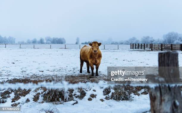 heifer standing in snow-covered farm field, caldwell, idaho, usa - コールドウェル市 ストックフォトと画像