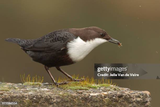 white-throated dipper - cinclus cinclus stock pictures, royalty-free photos & images