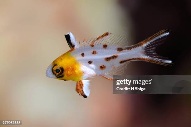 portrait - coral hind stock pictures, royalty-free photos & images