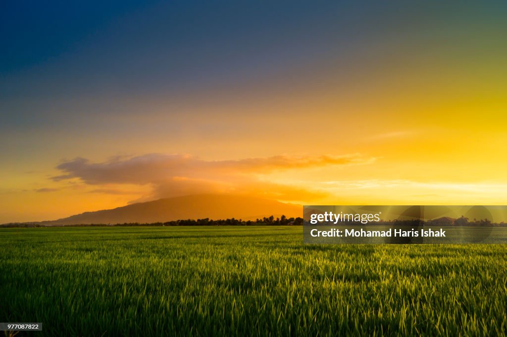 Rice field in golden light, Kedah, Malaysia