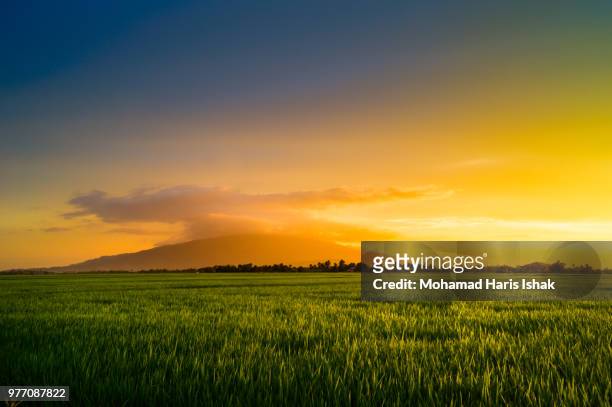 rice field in golden light, kedah, malaysia - rice paddy stock pictures, royalty-free photos & images