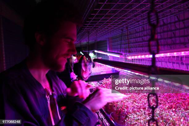 April 2018, Strasbourg, France: Farmer Raphael Maret inspects self-grown sprouts under an LED light in an old Prussian military facility. The...