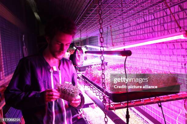 April 2018, Strasbourg, France: Farmer Raphael Maret inspects self-grown sprouts under an LED light in an old Prussian military facility. The...