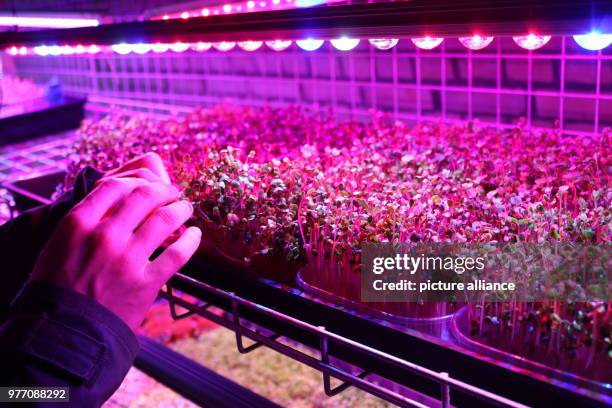 Dpatop - 11 April 2018, Strasbourg, France: Farmer Raphael Maret inspects self-grown sprouts under an LED light in an old Prussian military facility....