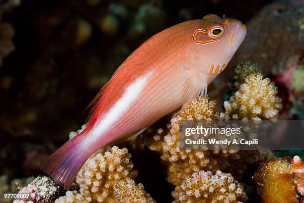 hawkfish from palau, micronesia - hawkfish stock pictures, royalty-free photos & images