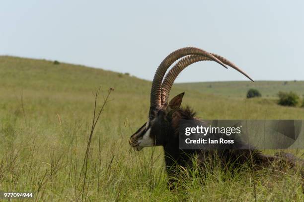 sable antelope - sable antelope stock pictures, royalty-free photos & images