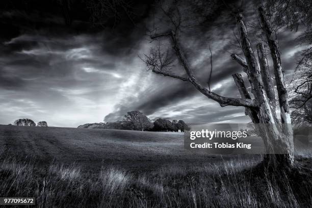 345 Stumpy Stock Photos, High-Res Pictures, and Images - Getty Images