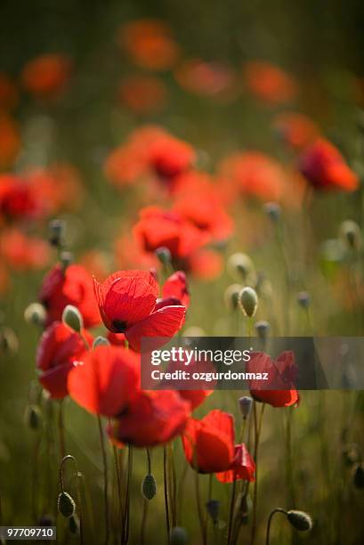 red poppies - ozgurdonmaz stock pictures, royalty-free photos & images
