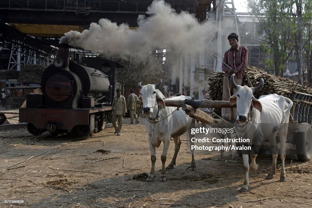 Riga Sugar Mill in Bihar with their Hudswell Clarke 0-8-0ST No 1644 of 1930. 19th March 2007.