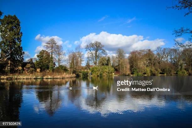 broadwater park - ombra stock pictures, royalty-free photos & images