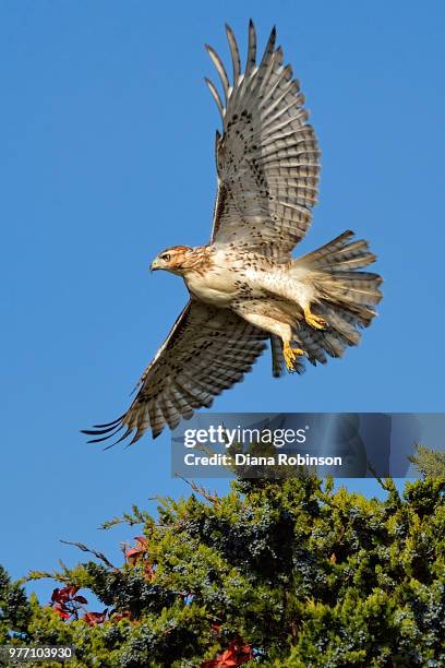 red tail hawk in flight, cap cod, massachusetts - hunters cap stockfoto's en -beelden