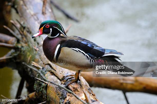 wood duck (aix sponsa) - sponsa stock-fotos und bilder