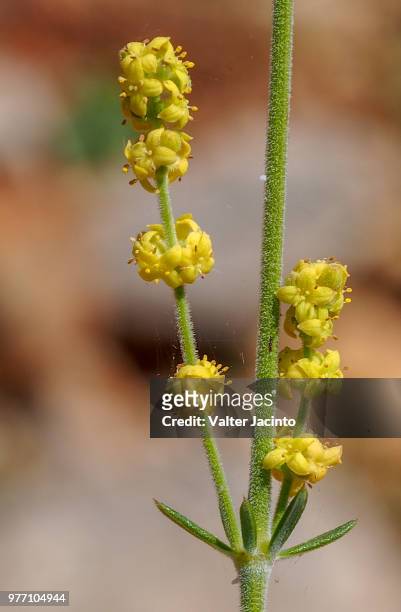 wildflower (galium concatenatum) - galium stock pictures, royalty-free photos & images