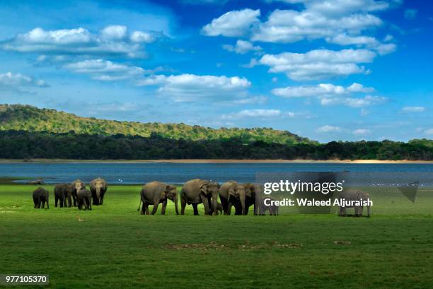 elephants (elephas maximus maximus) walking across plain by water, sri lanka - sri lanka elephant stock pictures, royalty-free photos & images